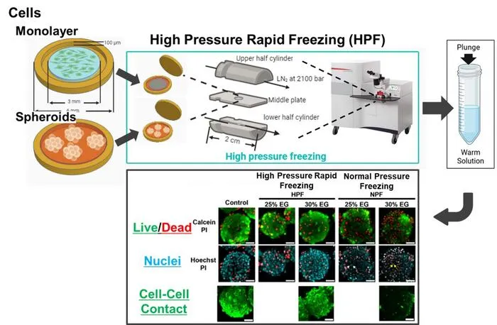 Experimental overview of high-pressure freezing of cells and tissues