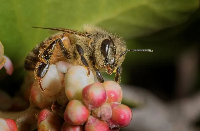 Bee foraging