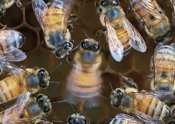 Honey bee waggle dance