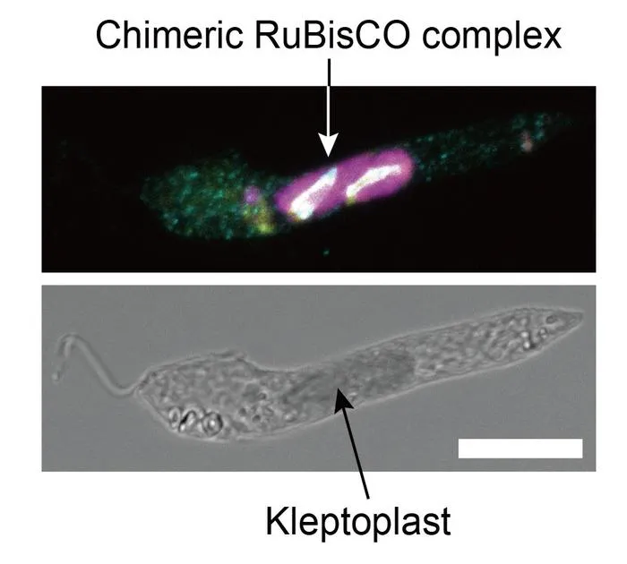 Host-made proteins help maintain the stolen chloroplast in Rapaza viridis
