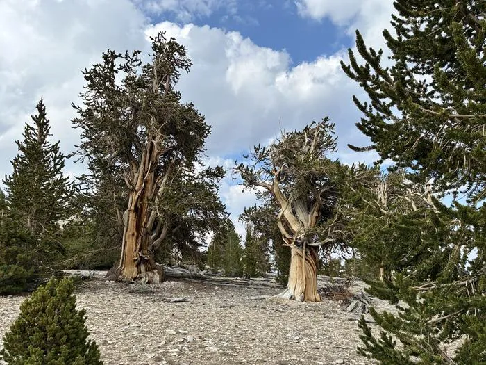 Bristlecone pine stand, White Mountains