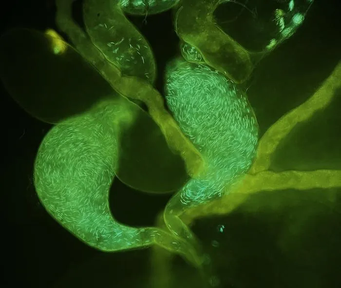 Sperm tagged with green fluorescent protein