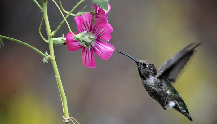Anna's hummingbird visiting a flower