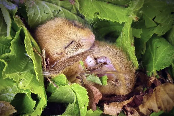 Dormouse on leaves