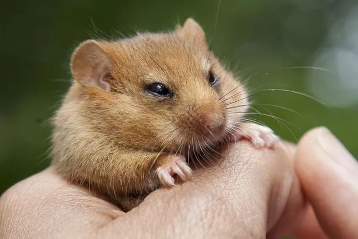 Hazel dormouse in hand