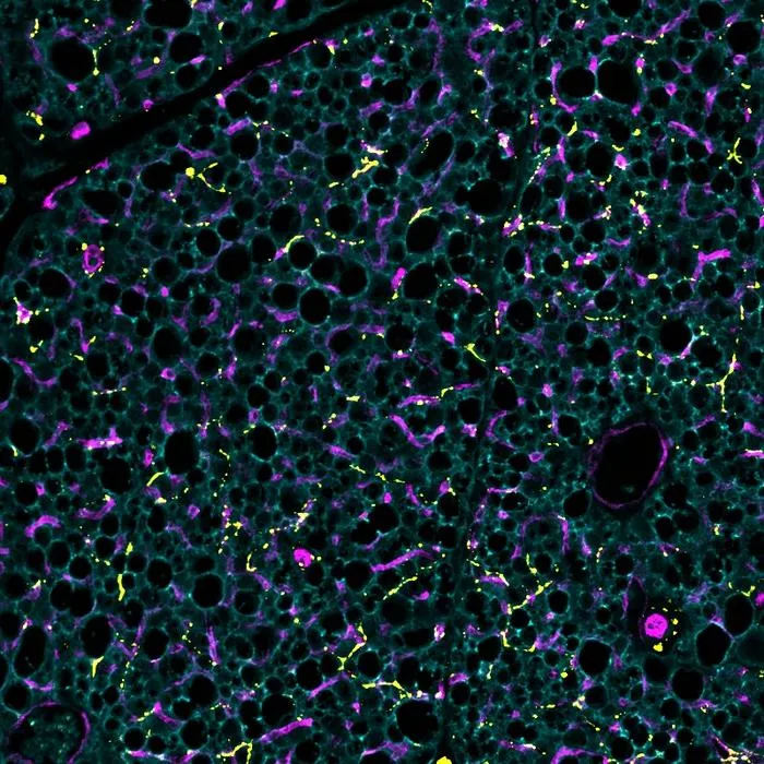 Brown fat cells with blood vessels and nerves