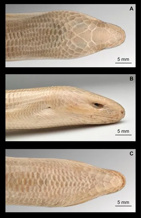 Head morphology of the neotype of Dopasia formosensis
