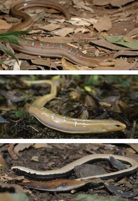 Dopasia formosensis in natural habitat