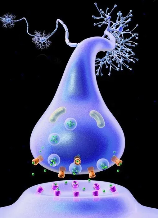 Neuroimmune communication in health and disease
