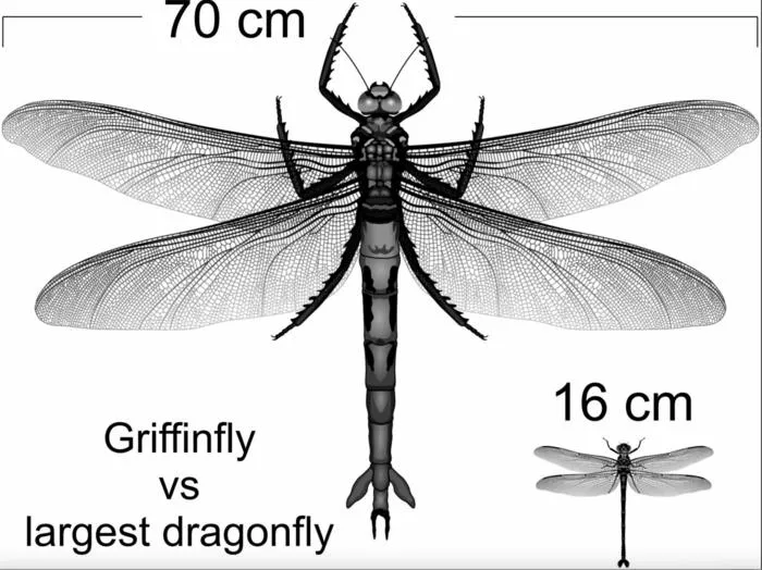 Massive 300 million year old bugs