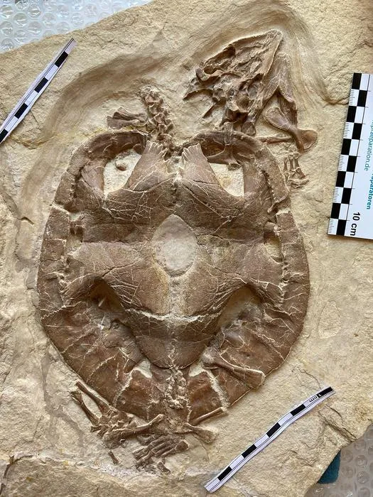Jurassic turtle Solnhofia parsonsi