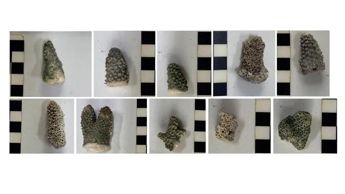 Composite of detail photos of branch coral samples.