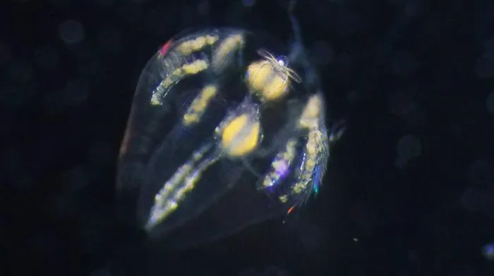 A ctenophore larva