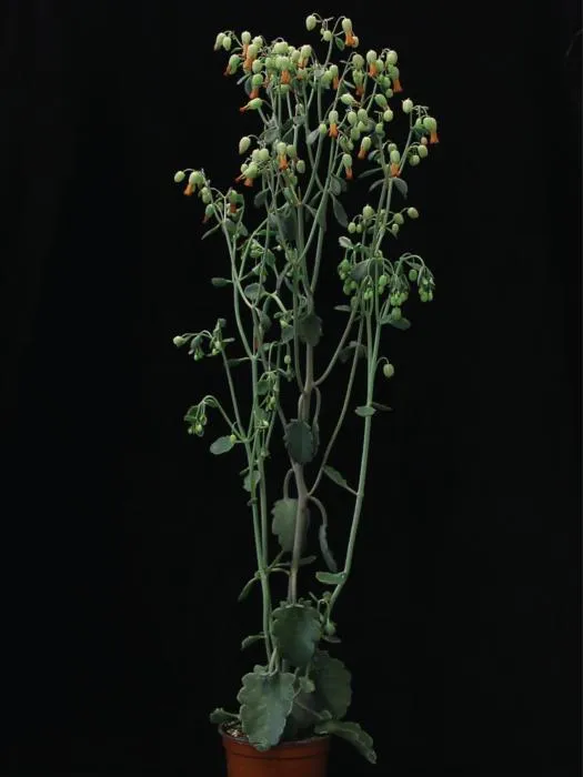 The newly established succulent model plant Kalanchoë laxiflora.