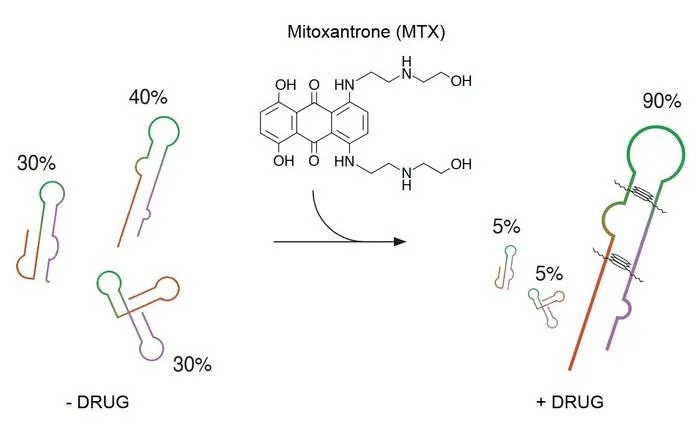 Stabilizing RNA shapes with Mitoxantrone