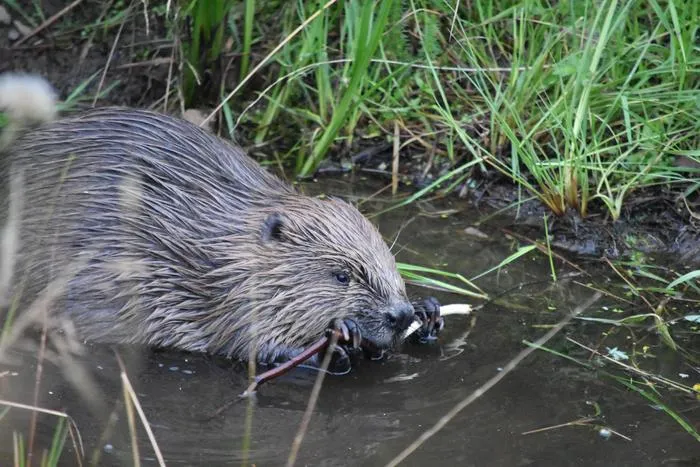 Beaver