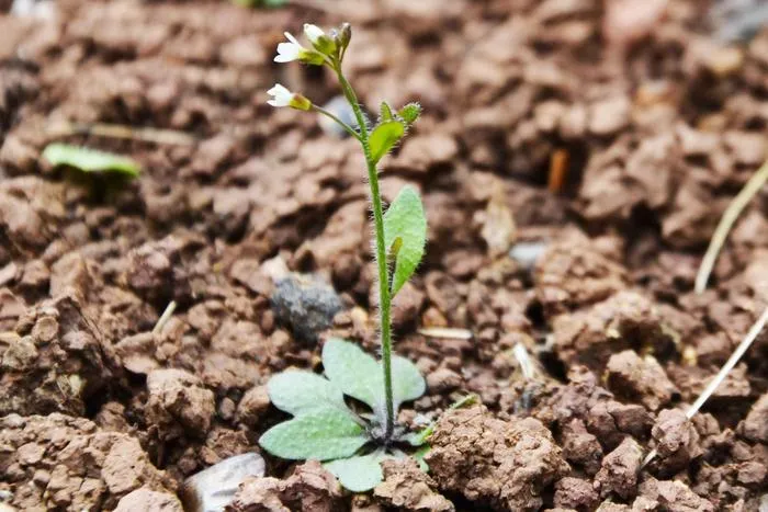Arabidopsis thaliana