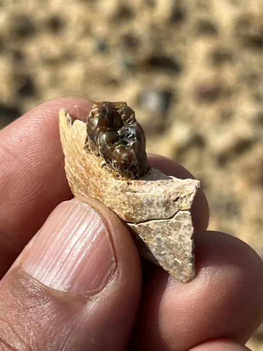 Masripithecus: A new Miocene ape from Egypt sheds light on the origins of modern apes