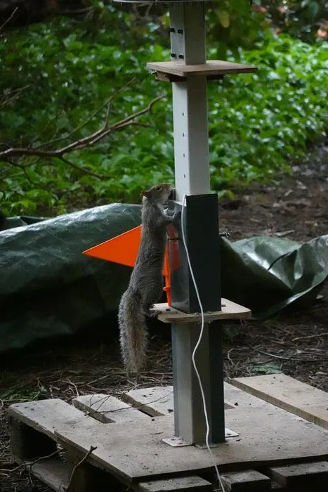 A squirrel climbing the taller, more slippery pole.