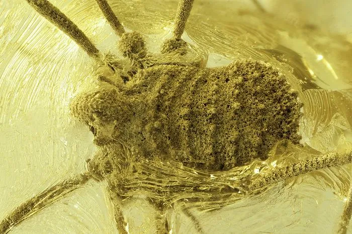 Amber fossil Balticolasma wunderlichi