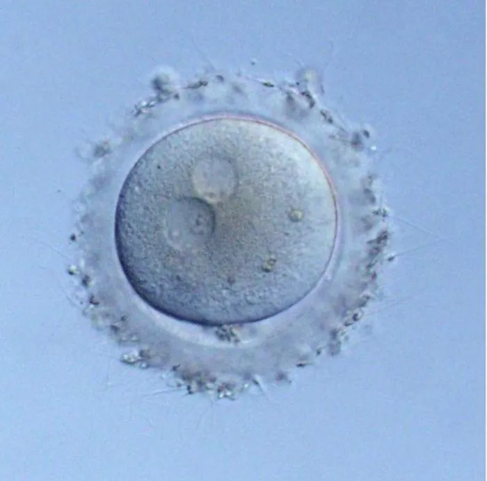 A human embryo obtained through in vitro fertilization (IVF).