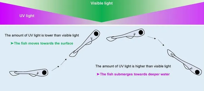 How different light cues influence fish behavior
