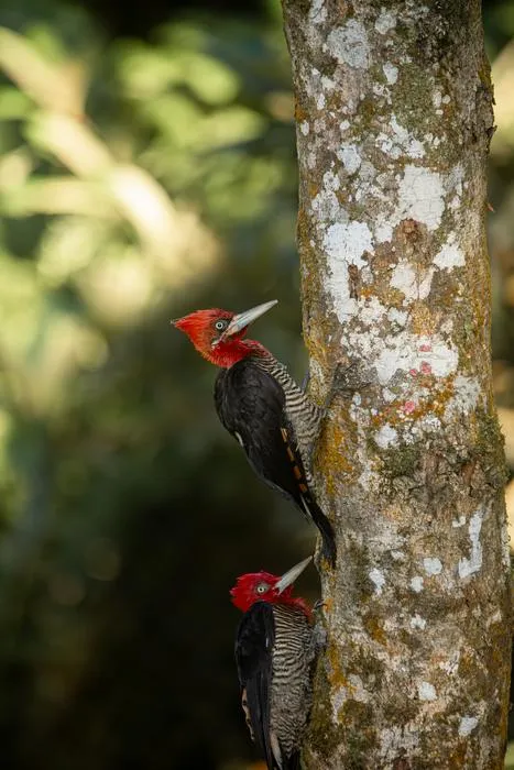 PNAS cover - Robust woodpecker