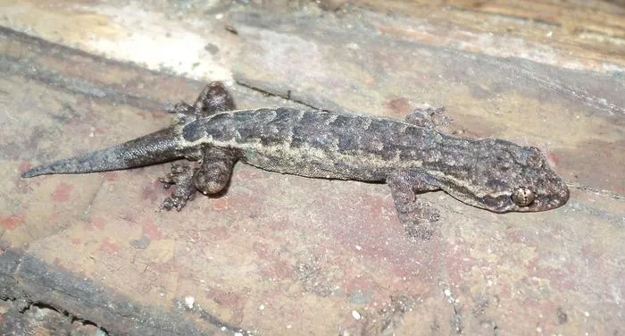 Male Hemiphyllodactylus ziegleri