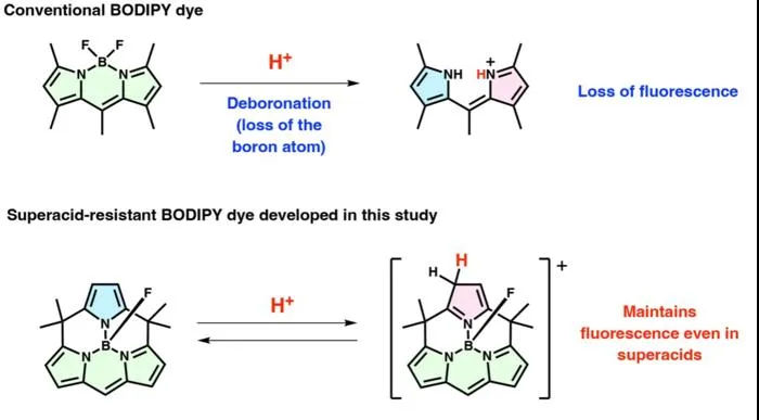 Conventional BODIPY dyes and the new superacid-resistant BODIPY dye respond differently to acidic conditions.
