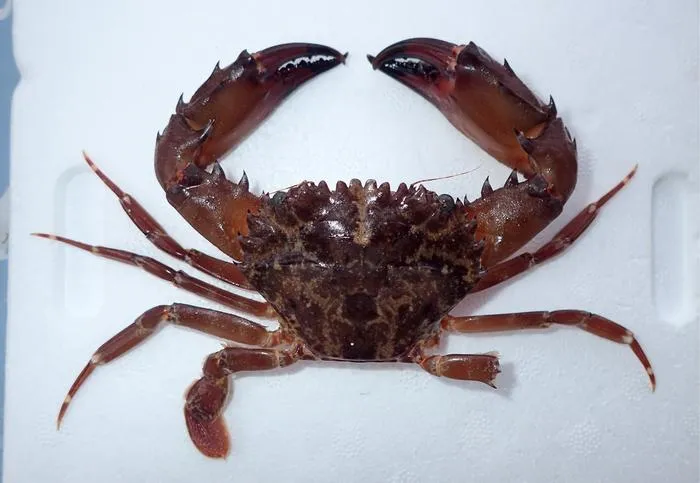 Specimen of Gonioinfradens giardi collected along the Ionian coast of Sicily