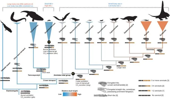 The summarizing figure illustrates the major macroevolutionary patterns observed in body size, skull proportion, and respiratory traits