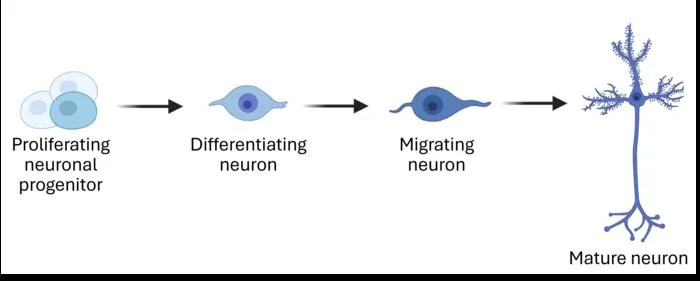 Figure 1 development