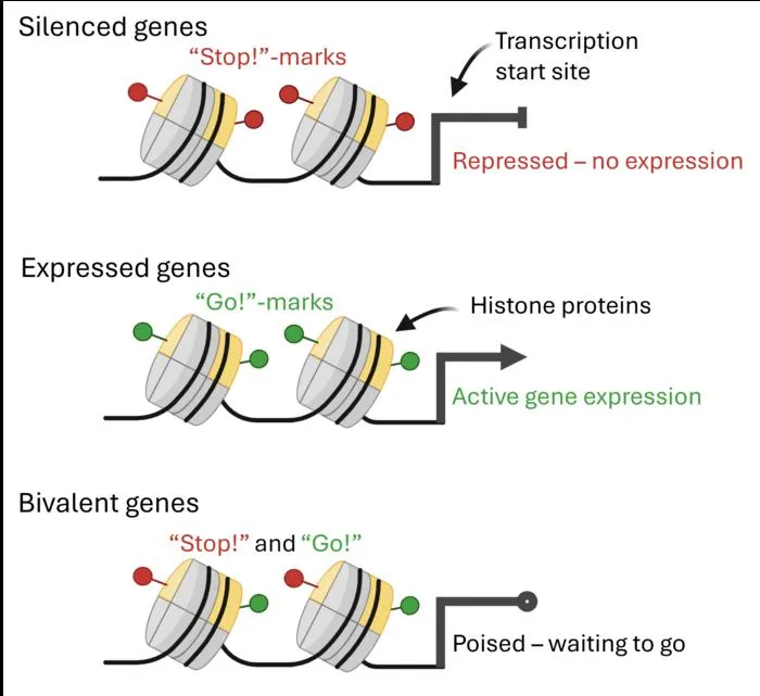 Figure 2 gene expression