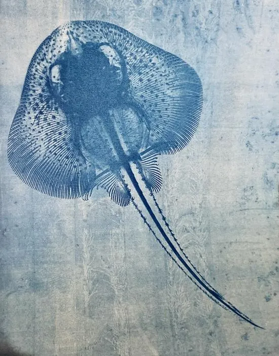 A cyanograph image of a skeletal preparation of a little skate (Leucoraja erinacea) hatchling.