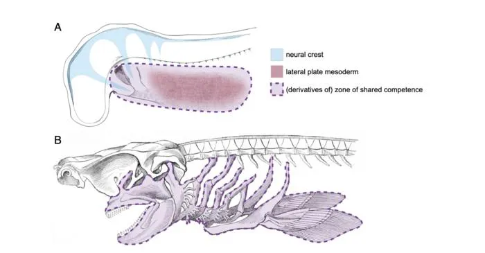 Shared competence of neural crest- and lateral plate mesoderm-derived cells forms the basis of gill arch-paired fin serial homology.