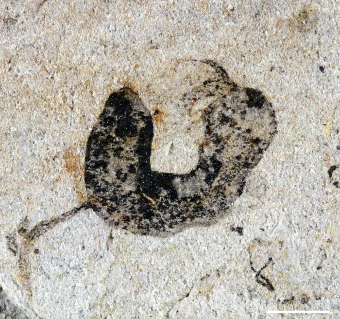 A deuterostome cambroernid fossil