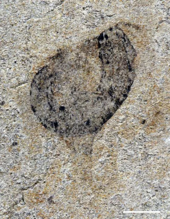 Deuterostome cambroernid fossil