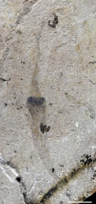 A newly-discovered vermiform fossil