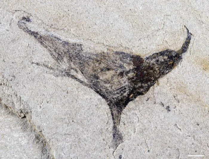 Haootia-like fossil