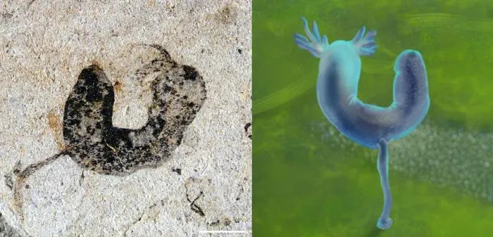 A deuterostome cambroernid fossil from the Jiangchuan Biota and artist’s  reconstruction