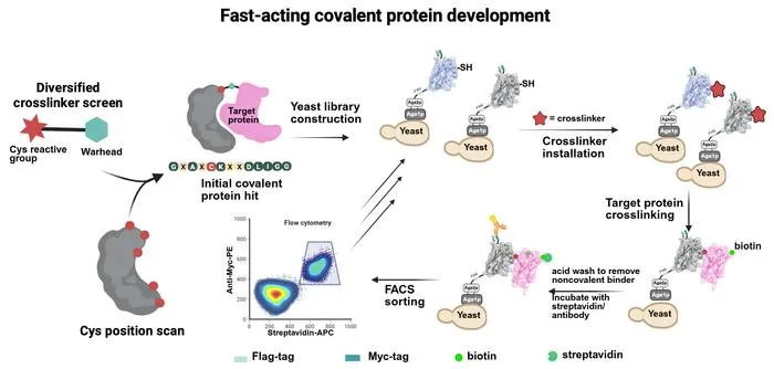 General workflow for yeast display–based selection of fast-acting covalent proteins.