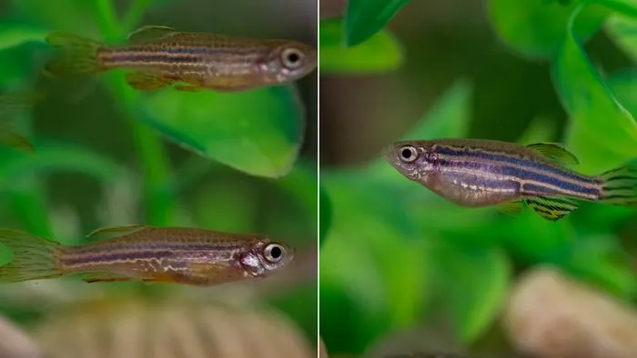 Zebrafish wildtype and Leopard phenotypes