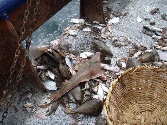 Guitarfish are among the species being caught by bottom trawling