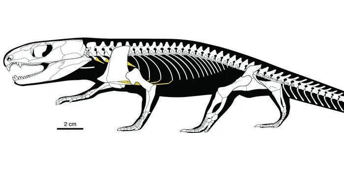 Captorhinus aguti