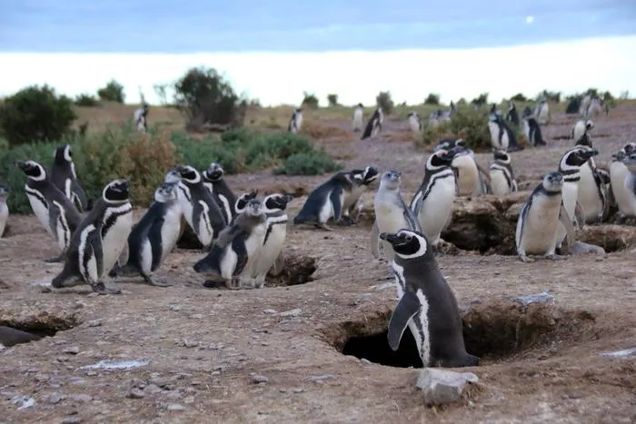 Many penguins in Argentina