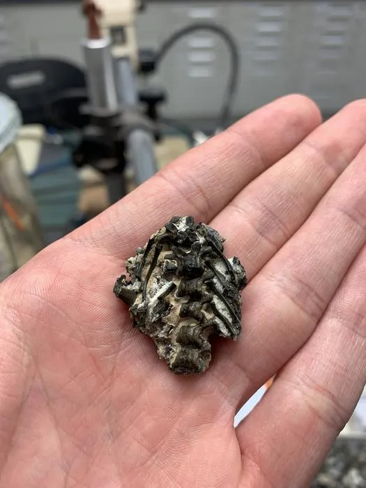 Fossil