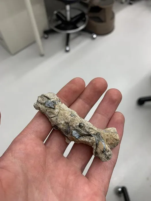 Fossil
