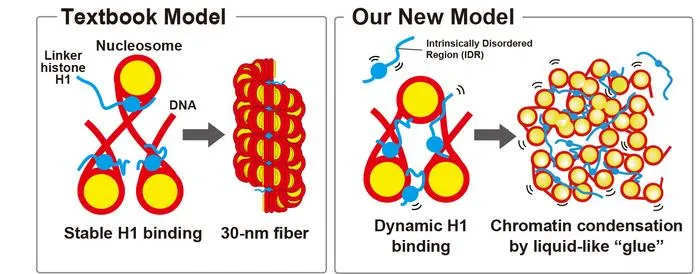 Revising the model of H1 binding and chromatin compaction