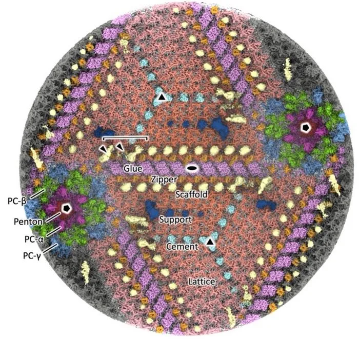 Figure 2. Interior view of the viral capsid