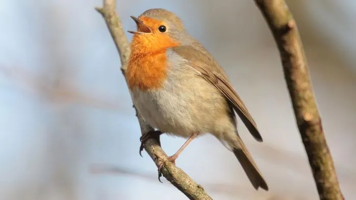 Robin redbreast singing